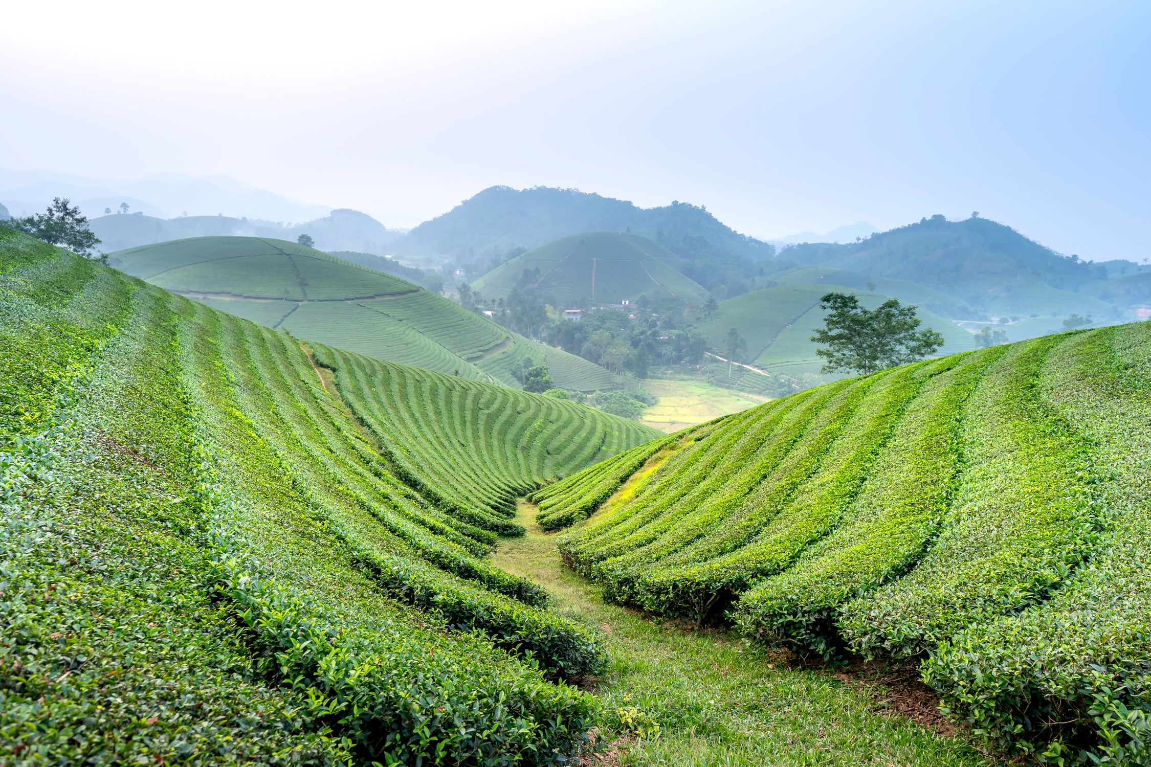 Tea fields in suburb area · Free Stock Photo