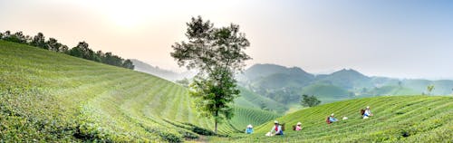 Panorama of distant workers walking in green tea fields with trails while working in countryside during harvesting season in nature