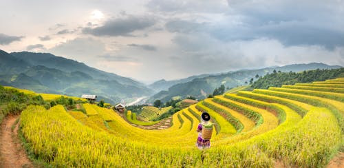 Panorama back view of distant anonymous worker with basket standing in grassy tea field against hills during harvesting season in countryside