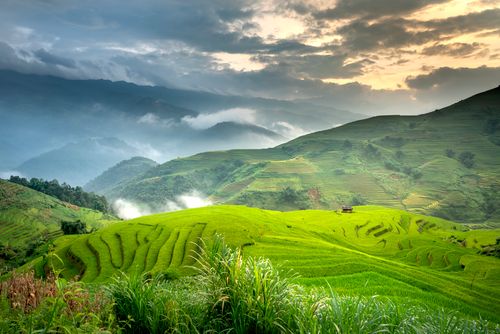 Free Agricultural green tea plantations with traces and bushes located on farmland against grassy hilly area covered with fog in nature Stock Photo