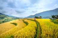 Unrecognizable worker on grassy agricultural field