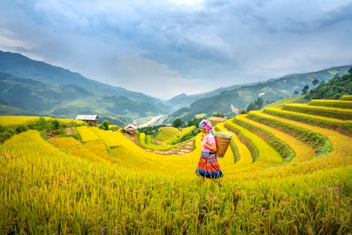 Side view of female worker with basket strolling in grassy tea field with trails during harvest season against small settlement