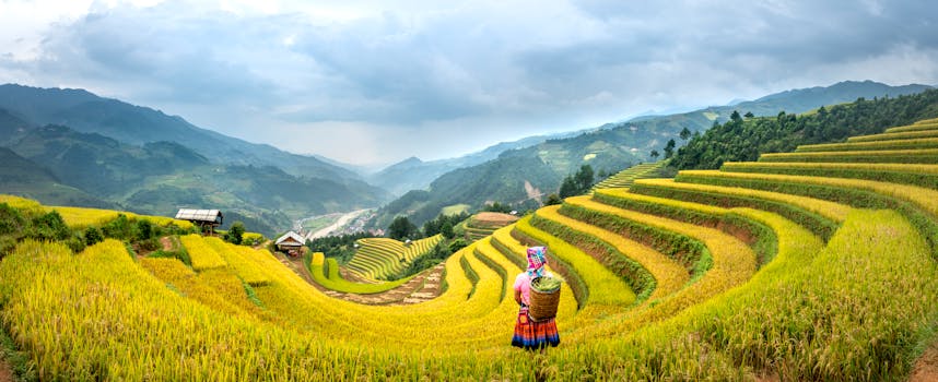 Woman harvesting rice on lush terraced fields in rural countryside.