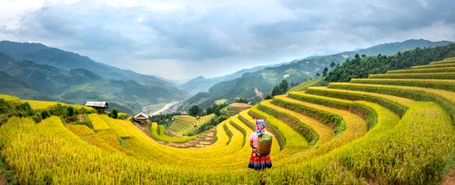 Free Panorama back view of distant faceless female worker with basket standing on grassy tea plantation with rows during harvest season Stock Photo
