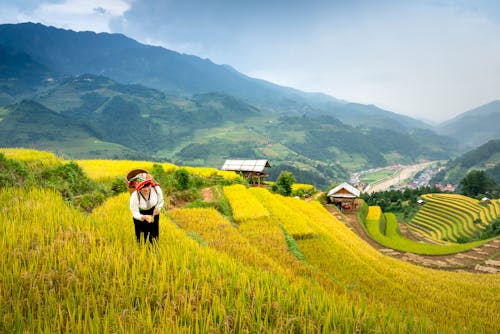 Female worker strolling in grassy tea field against hilly area and small village with shabby houses in countryside during harvest season