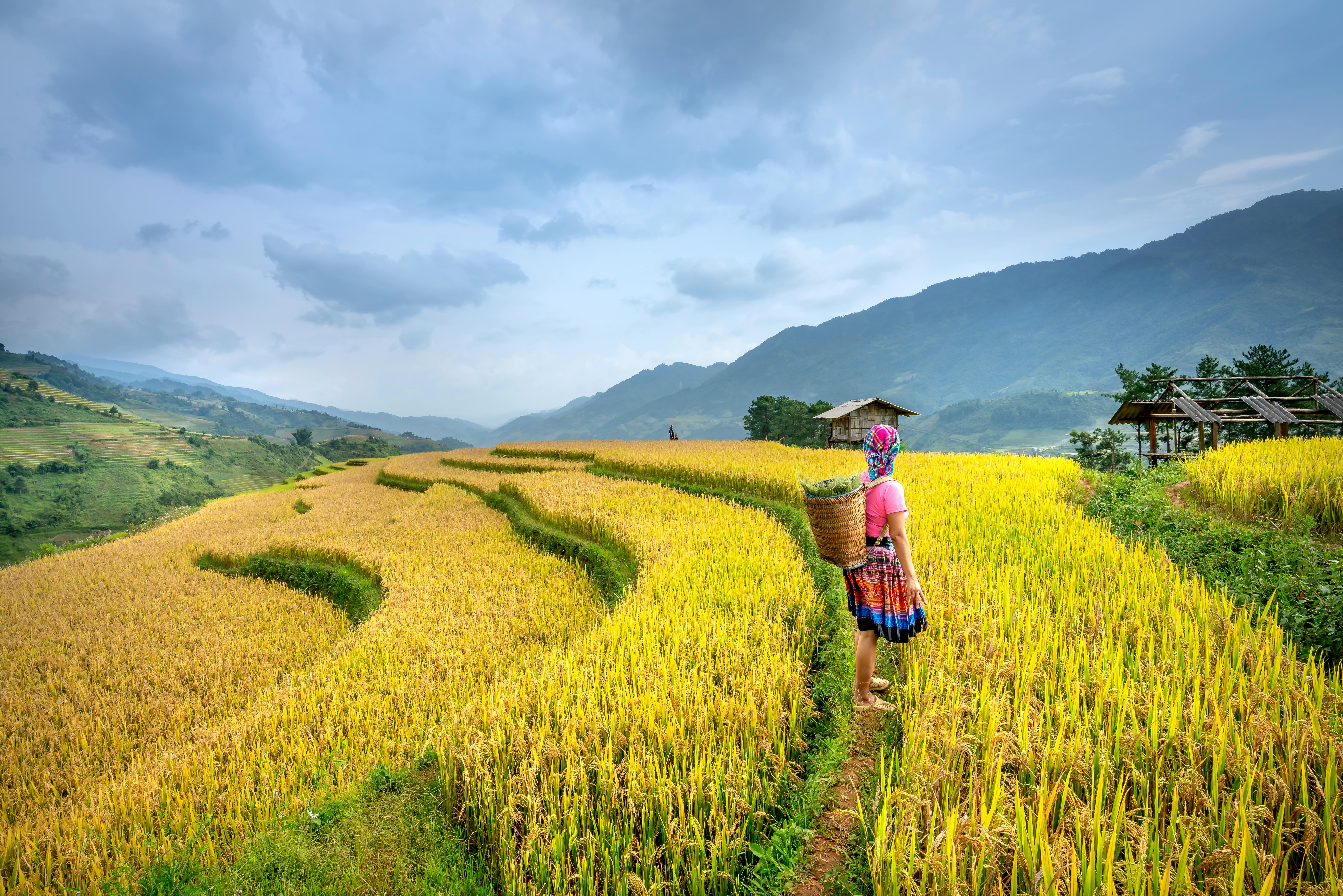 Full body of unrecognizable female with basket with harvest standing on yellow rice fields on mountains near huts under cloudy sky in countryside in daytime