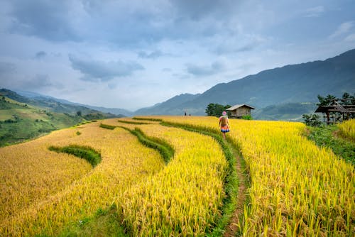 Faceless lady on rice plantation near mountains under cloudy sky