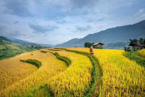 Free Full length back view of anonymous woman walking on yellow rice fields on hills near houses under cloudy sky in daylight in countryside Stock Photo
