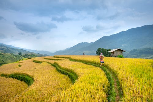 Back view of anonymous woman strolling on yellow rice fields on hills near hut under cloudy sky in daylight in countryside