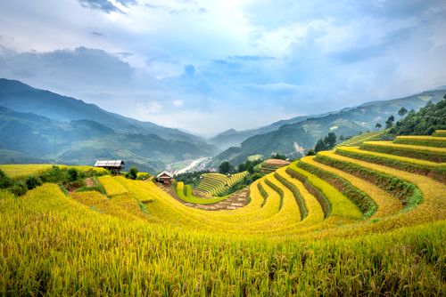 Free Yellow rice fields on mountains near small buildings under cloudy sky in daytime Stock Photo
