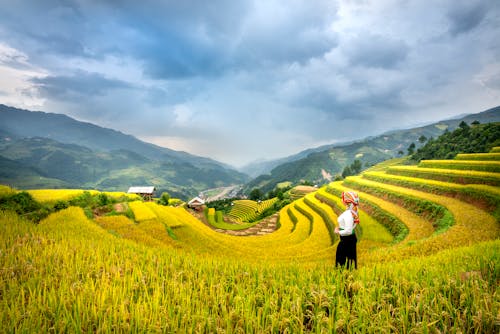 Side view of unrecognizable lady standing on yellow rice fields on mountains near huts and plants under cloudy sky in daytime