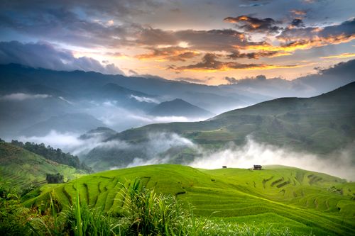 Free Breathtaking view of green rice plantations growing on hills with white fog near hut at sunrise under cloudy sky Stock Photo