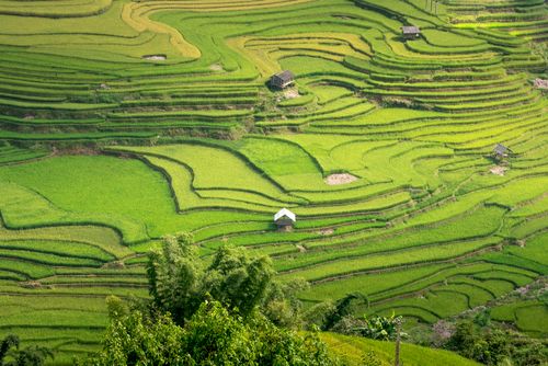 Free Landscape of green rice fields on mountains with small houses near trees in daylight Stock Photo