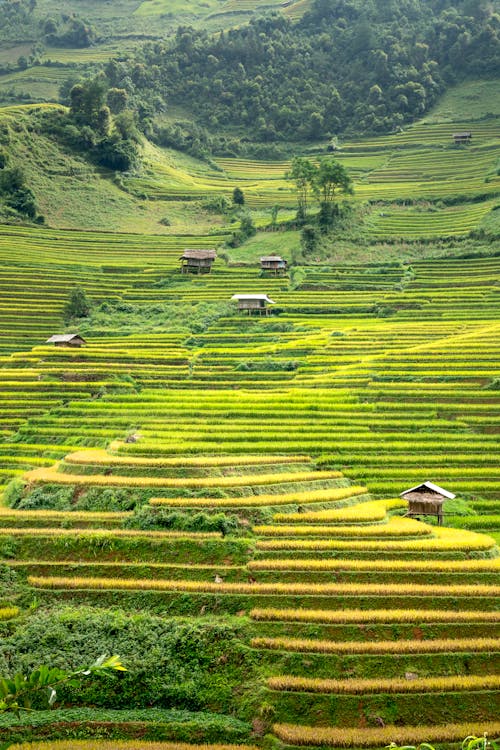 Foto stok gratis agrikultura, alam, alami