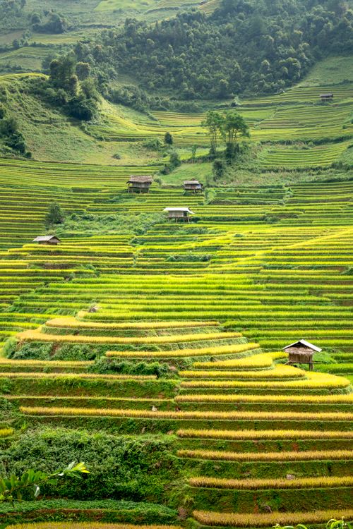 Free Picturesque landscape of green hills with rice plantations located in countryside in daylight Stock Photo