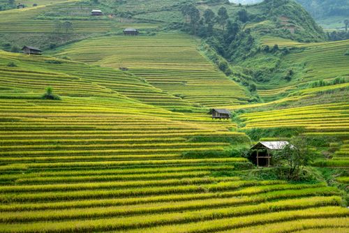Free Picturesque landscape of tall hills with green rice plantations located in countryside in daylight Stock Photo