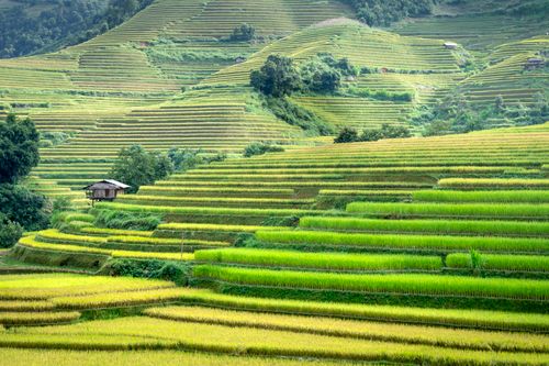 Free Picturesque scenery of hills with plantations with fresh green rice located in countryside in daylight Stock Photo