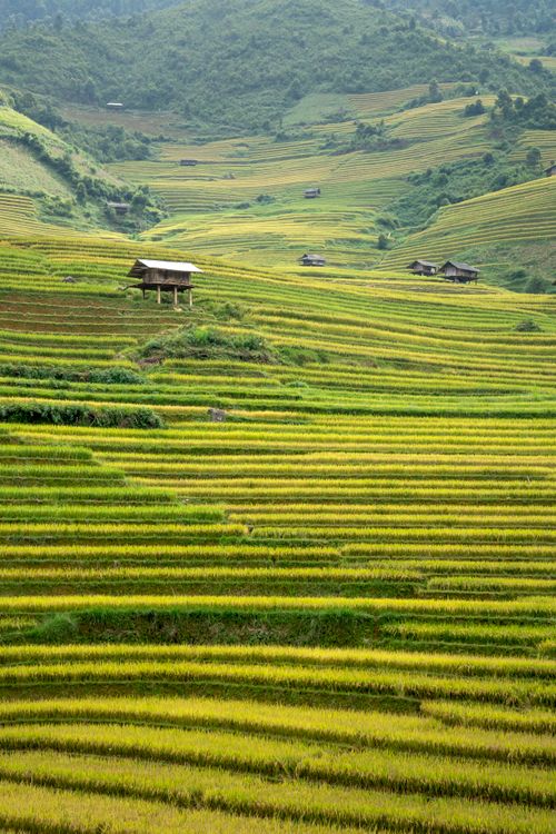 Free Spectacular landscape of green hills with rice plantations and wooden houses in countryside in daylight Stock Photo