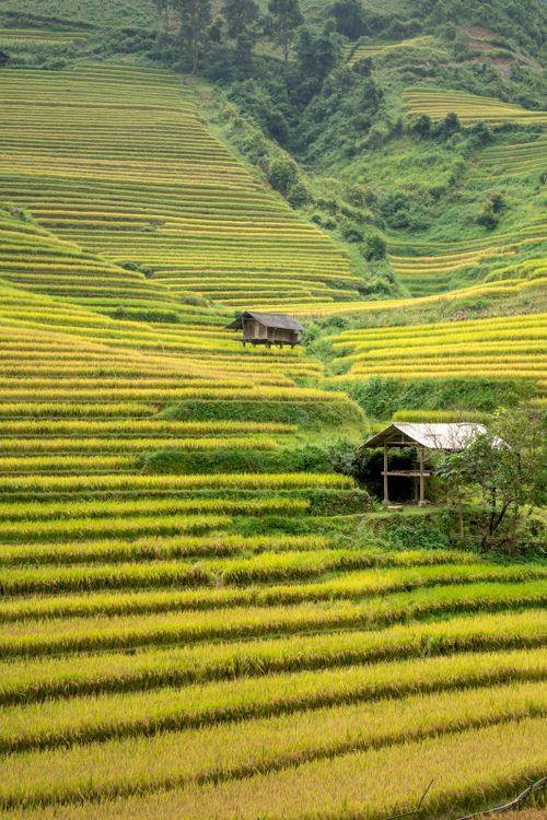 Free Picturesque scenery of hills with plantations with growing green rive located in countryside in daytime Stock Photo