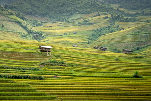 Free Spectacular landscape of fresh green rice plantations placed on hills in countryside in daytime Stock Photo