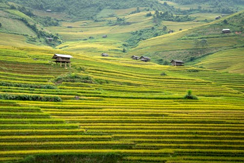 Foto stok gratis agrikultura, alam, alami