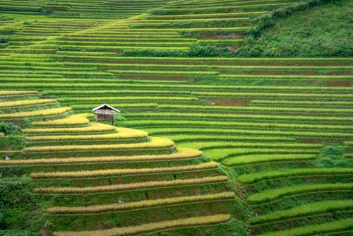 Free Picturesque scenery of small wooden house located on hill with green rice plantations in countryside in daytime Stock Photo