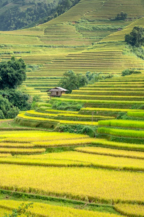 Fotobanka s bezplatnými fotkami na tému agronómia, botanický, botanika