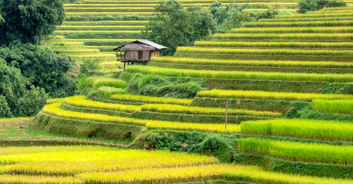 Rice Plantations Growing In Countryside Free Stock Photo rice-plantations-growing-in-countryside-free-stock-photo