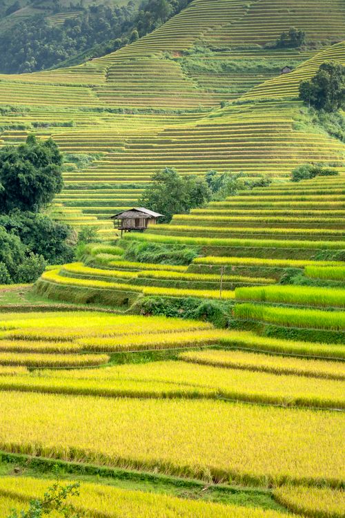 Free Picturesque landscape of green rice plantations on hills growing in countryside in daylight Stock Photo