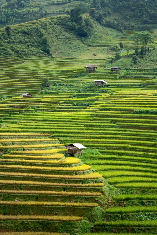 Free Picturesque landscape of hills with green rice plantations with aged houses in daylight Stock Photo