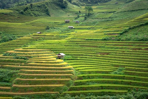 Foto profissional grátis de acordo, agricultura, agronomia