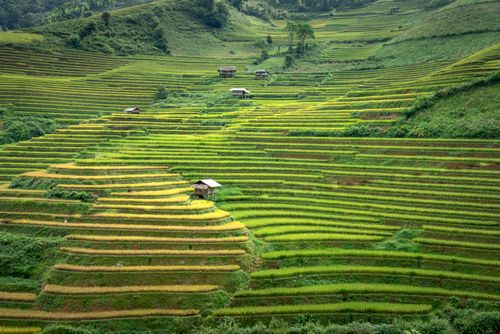 Free Spectacular scenery of green hills with rice plantations located in countryside in daylight Stock Photo