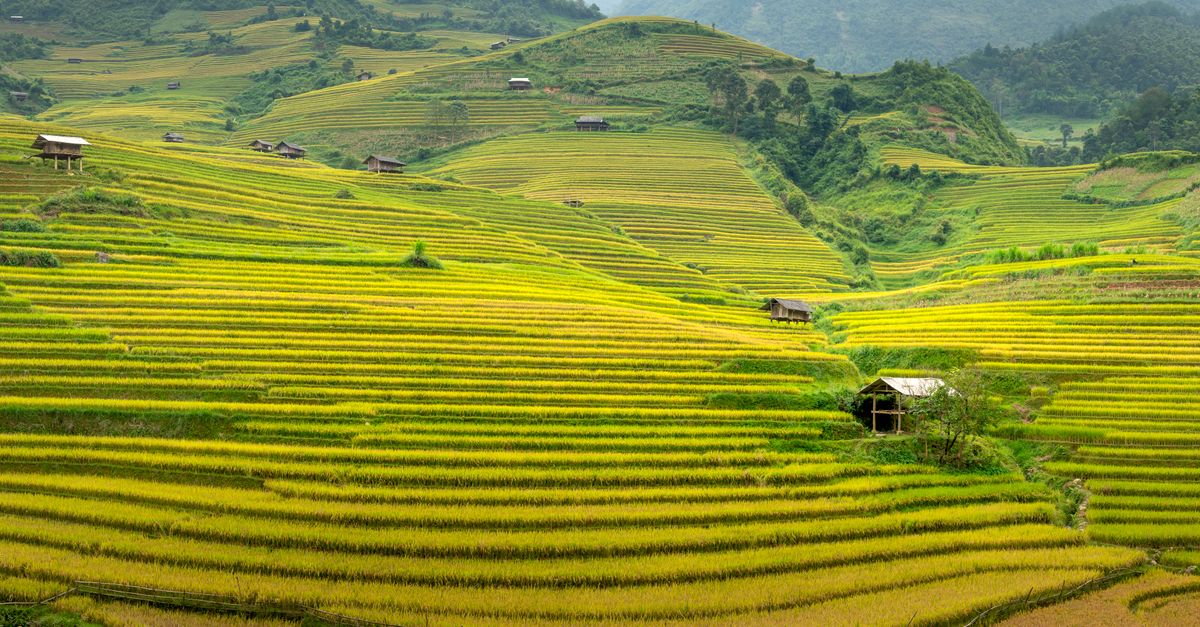 Rizières en terrasses de Sapa : trek et villages du nord Vietnam