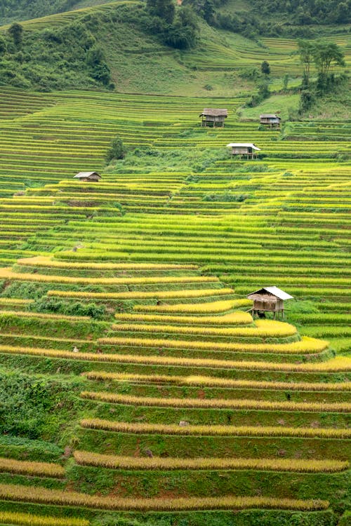 Landscape of rice plantations on hills