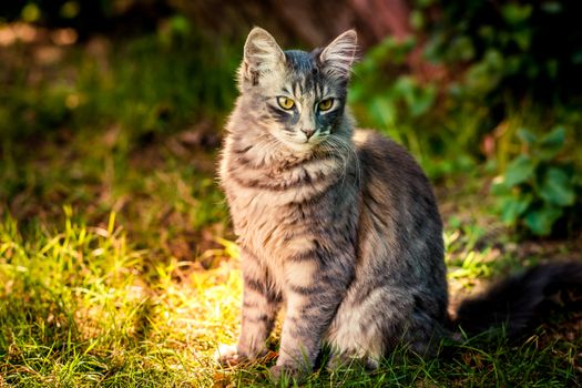 A cute fluffy cat with striking eyes sits in the sunlit grass outdoors, displaying its curious natur
