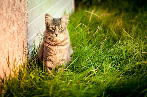 Brown Tabby Cat on Green Grass