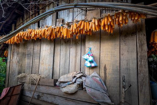 Free Tasty ripe corn hanging near wooden wall of old house in countryside in daylight Stock Photo
