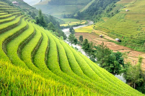 Rice plantation placed on hills in daylight