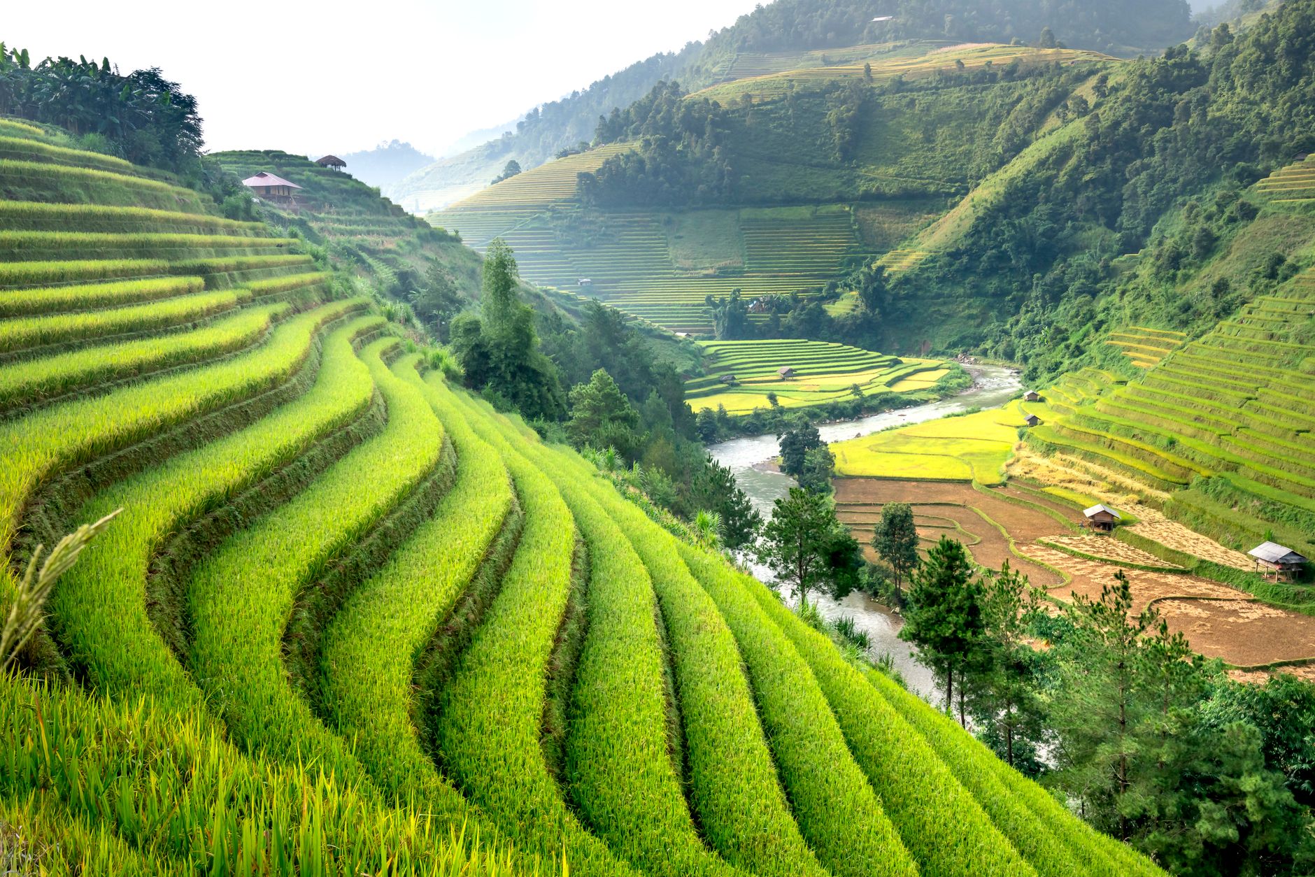 Picturesque landscape of plantations with fresh green rice growing on hills in countryside in daylight