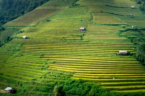 Free Drone view of green mount with rows of growing rice and small constructions on summer day Stock Photo