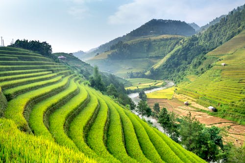 Picturesque view of high green mounts with rows of growing rice and narrow river in summer