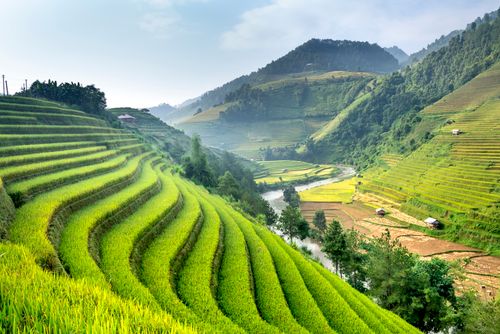 Free Picturesque view of high green mounts with rows of growing rice and narrow river in summer Stock Photo