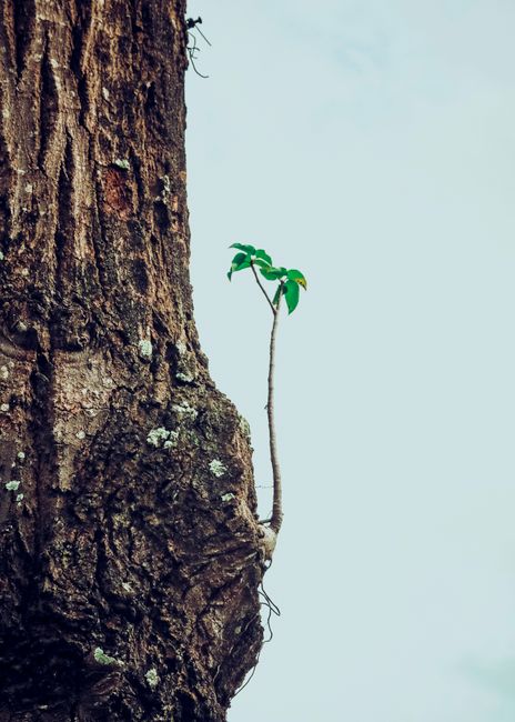 Fotomural Toma vertical de un tronco de árbol con una pequeña rama y hojas que emergen, simbolizando nuevo crecimiento.