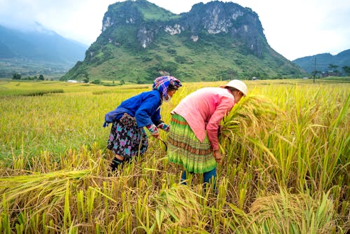 Free Unrecognizable ethnic female farmers in ornamental wear picking rice spikes in agricultural field against ridges under foggy sky Stock Photo