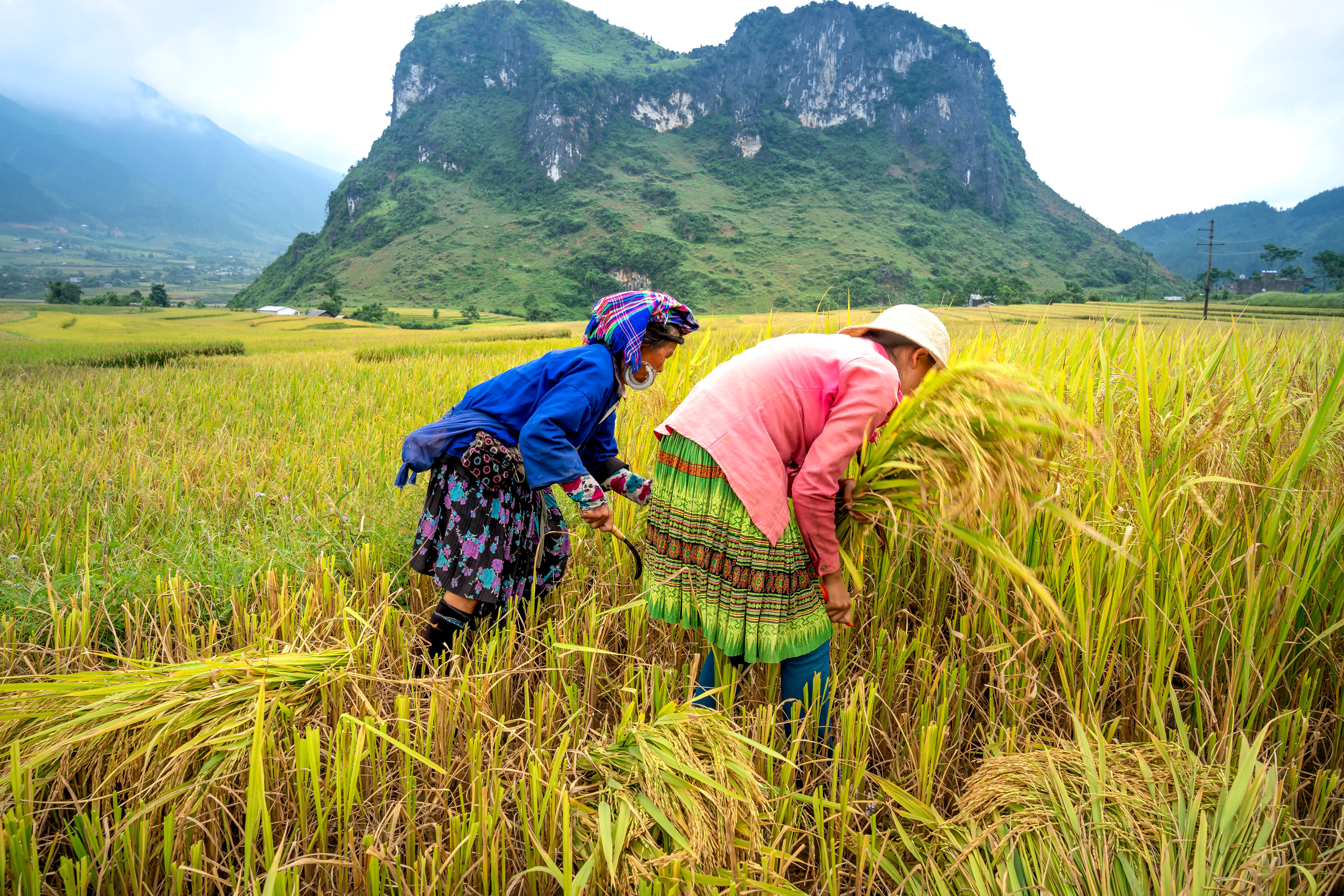 Rice Field Ridge Photos, Download The BEST Free Rice Field Ridge Stock ...