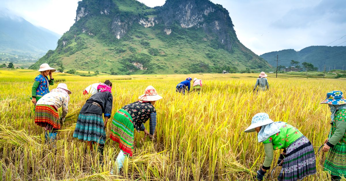 People Picking Rice Unrecognizable ethnic farmers picking rice spikes on plantation against ...