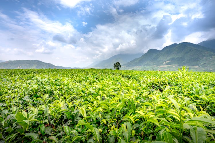 Tea Plantations Against High Mountains Under Cloudy Sky