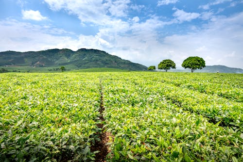 Green tea shrubs and trees against massive mountains in countryside