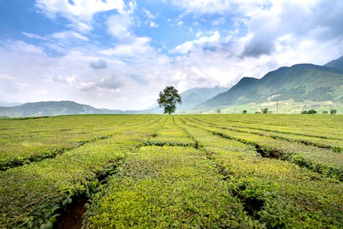 Picturesque view of green tea shrubs and trees growing on farmland against ridges under shiny blue sky with clouds
