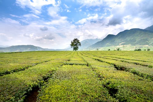 Immagine gratuita di agricolo, altopiano, ambiente